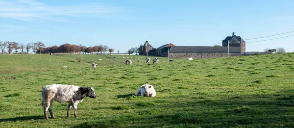 Vacas en prado verde herboso cerca de la abadía de argentón en Lonzee en ardenas francesas. cerca de namur —  Fotos de Stock
