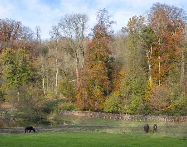 Brown horses in meadow near colorful autumn forest in french ardennes near namur — Stock Photo, Image