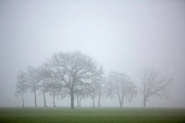 Silhueta de árvores de inverno em neblina e prados verdes nas terras baixas — Fotografia de Stock
