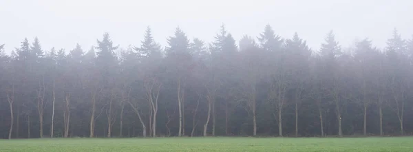 Árvores nuas em nevoeiro com floresta escura no fundo dar atmosfera misteriosa — Fotografia de Stock