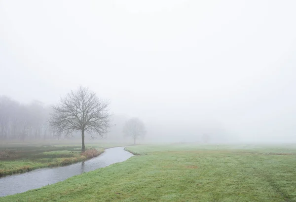 Árvores ao longo do canal perto da floresta na província holandesa de utrecht no dia de inverno nebuloso — Fotografia de Stock