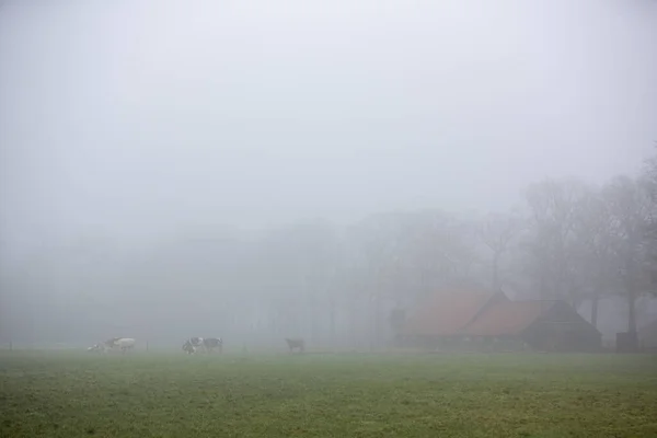 Vacas no prado verde perto da fazenda em névoa no campo holandês perto de Scherpenzeel nas terras baixas — Fotografia de Stock