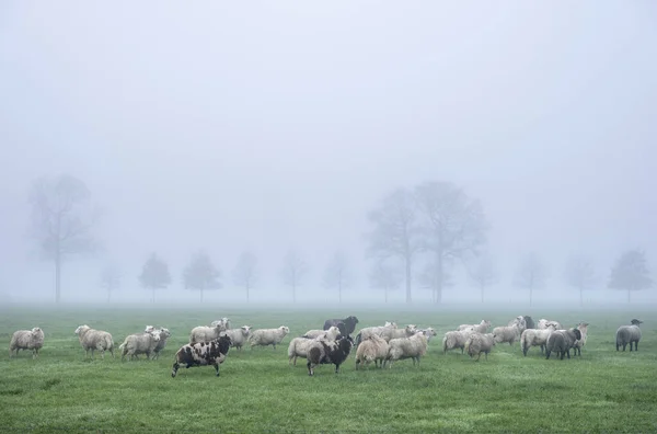 Овцы в туманном лугу рядом с фермой в. netherland — стоковое фото