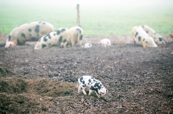 Suinetti maculati in azienda biologica nei Paesi Bassi — Foto Stock