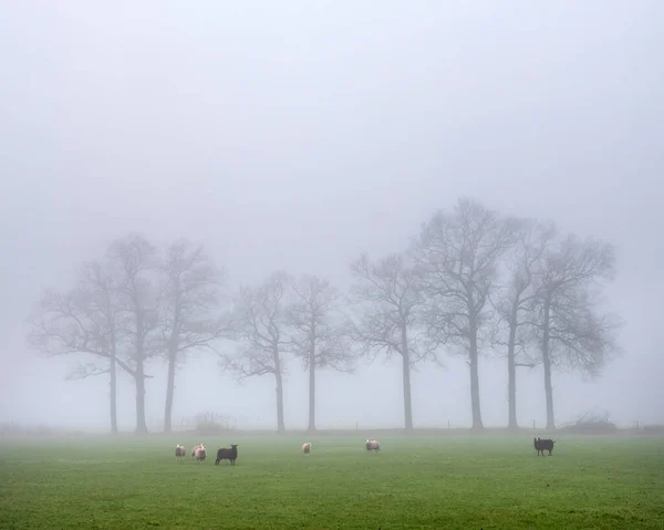 Ovelhas em prado nebuloso perto da fazenda no. Países Baixos — Fotografia de Stock