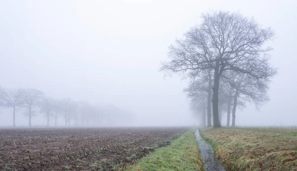 Silhuetas de carvalhos nus em campo nebuloso cênico de inverno perto de utrecht na Holanda — Fotografia de Stock