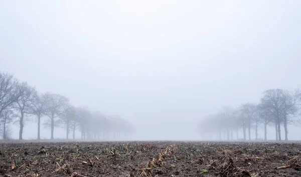 Silhuetas de carvalhos nus em campo nebuloso cênico de inverno perto de utrecht na Holanda — Fotografia de Stock
