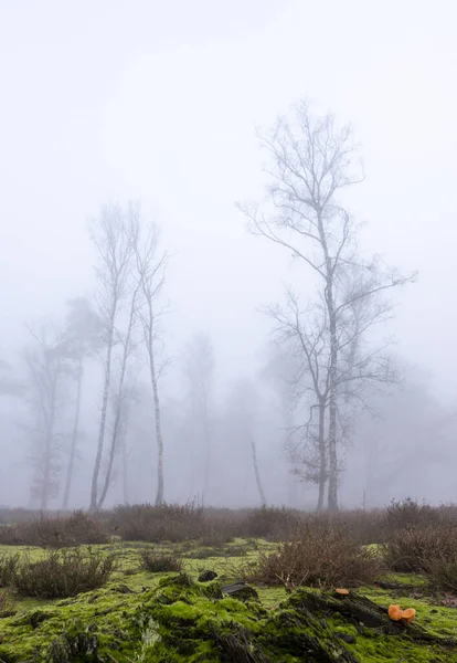 Деревья в тумане на вереске с другими деревьями на заднем плане — стоковое фото