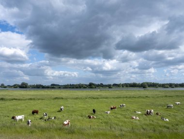 Hollanda 'da nehir leki yakınlarında yaz otlaklarında inekler.
