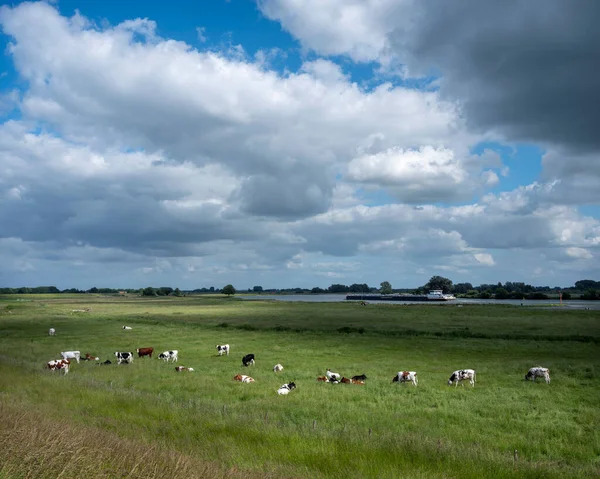 Krowy Letniej Łące Pobliżu Rzeki Lek Statkiem Dolnej Części Kraju — Zdjęcie stockowe