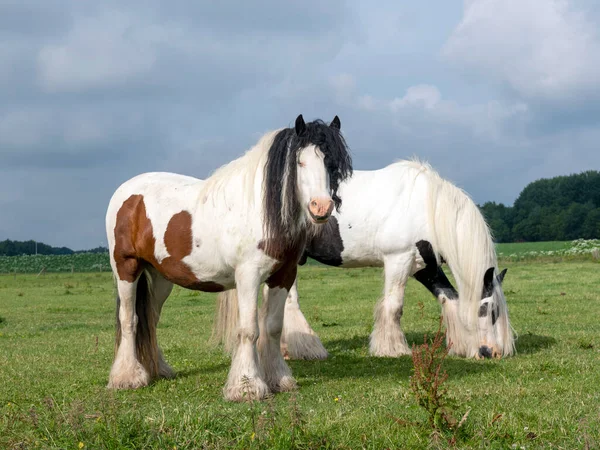 Dwa Konie Długimi Włosami Zielonym Letnim Pastwisku Łąkowym — Zdjęcie stockowe