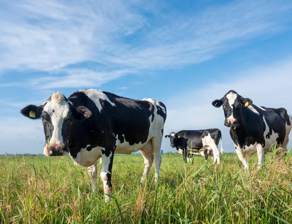 夏の青空の下オランダの溝近くの牧草地で牛を見つけました — ストック写真