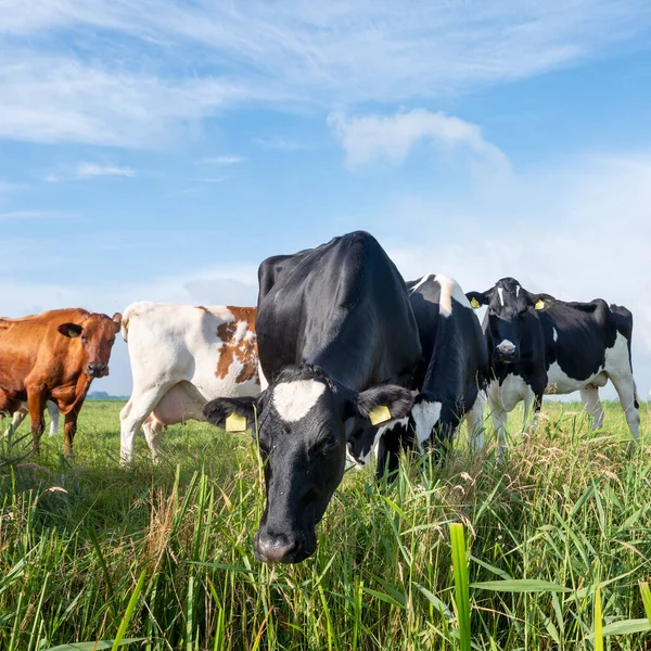 Vacas Manchadas Prado Cerca Zanja Los Países Bajos Bajo Cielo — Foto de Stock