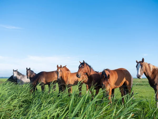 Hollanda Mavi Gökyüzünün Altında Yeşil Çimenli Yaz Otlaklarında Genç Atlar — Stok fotoğraf