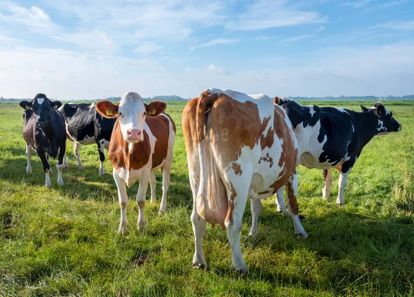 Vacas Manchadas Prado Perto Vala Nas Terras Baixas Sob Céu — Fotografia de Stock