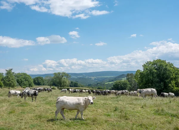 Cows Green Meadow Bastogne Roche Hubert Belgium Blue Sky Summer — 스톡 사진