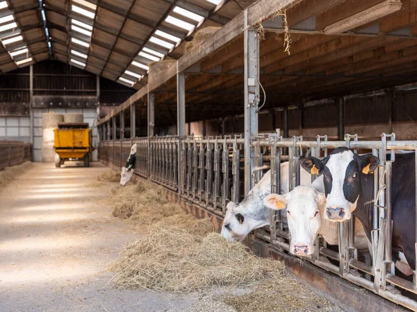 black and white spotted cows feed from hay in belgian barn of farm in ardennes region