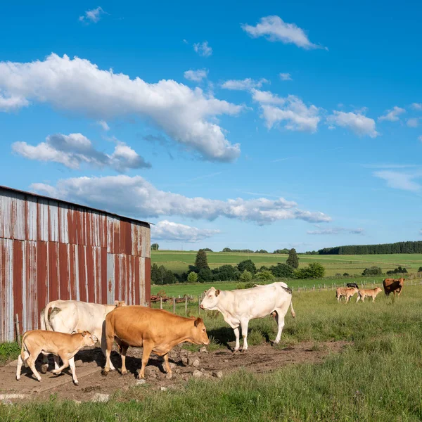 Rusty Hay Barn Cows Belgian Summer Landscape Ardennes Region Summer — 图库照片