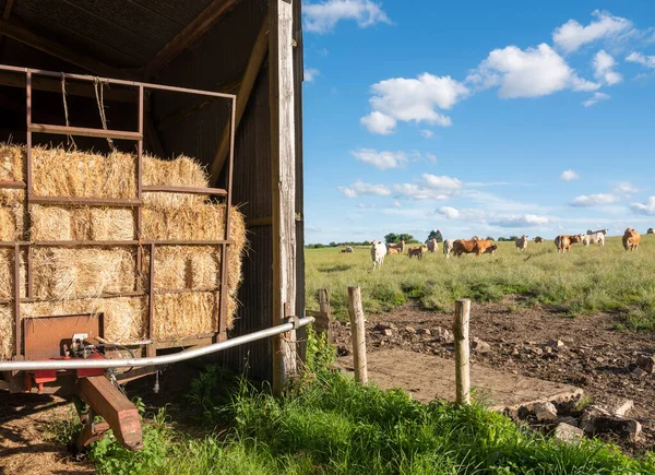 rusty hay barn and cows in belgian summer landscape of ardennes region in summer under blue sky