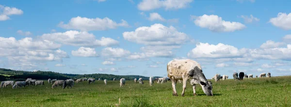 Корови Пасуться Зелених Трав Янистих Літніх Ландшафтах Біля Хан Сюр — стокове фото