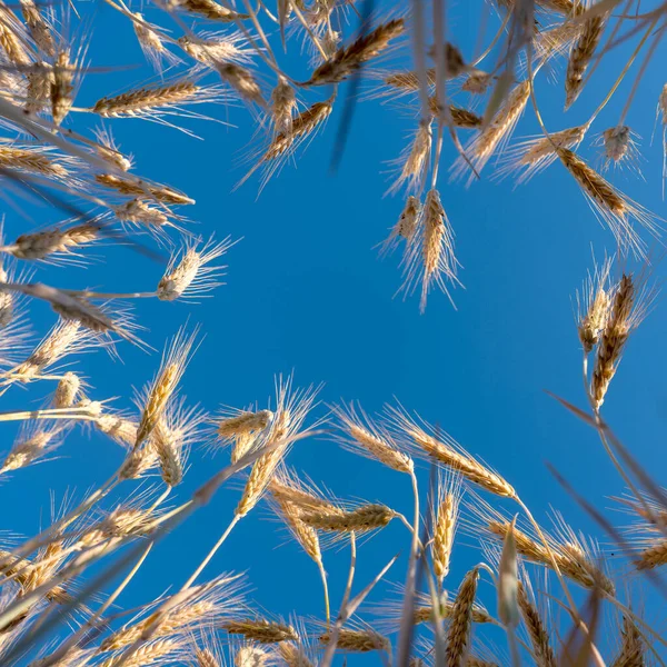 wheat seen from frog perspective and blue summer sky