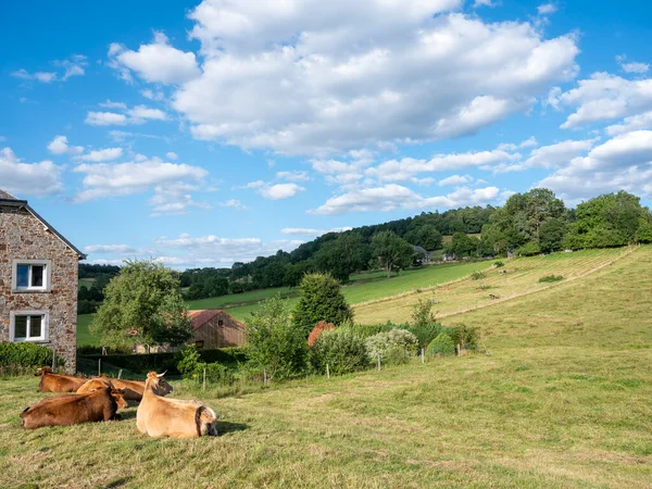 Cows Graze Green Grassy Summer Landscape Han Sur Lesse Rochefort — Stok fotoğraf