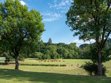 cows in valley near river Our in country of luxemburg on summer evening under blue sky