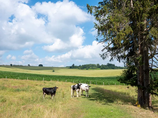 Calves Countryside Landscape Belgian Province Luxemburg Summer Blue Sky — 图库照片