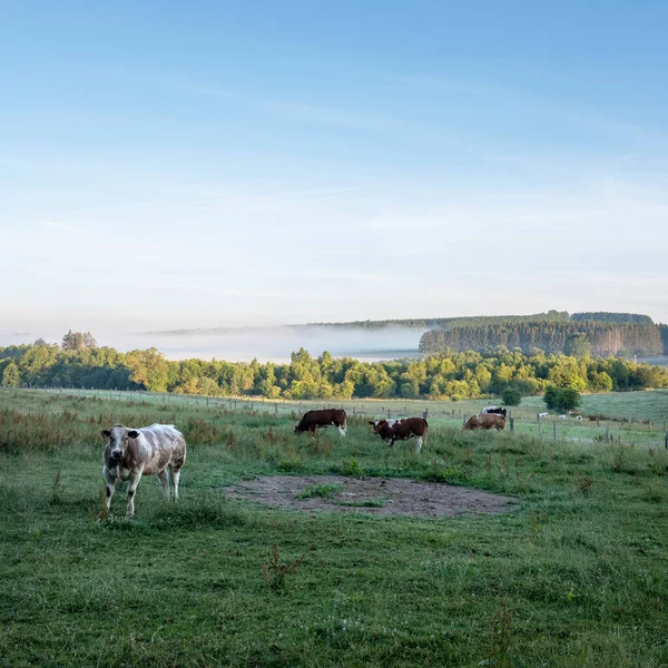 Cows Early Morning Sunlight Sankt Vith Vielsalm Southern Part Belgian — Foto de Stock