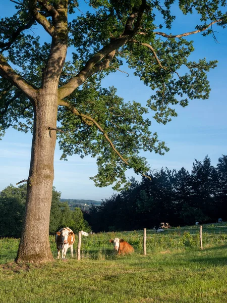 Oak Tree Cows Early Morning Sunlight Sankt Vith Vielsalm Southern — 图库照片