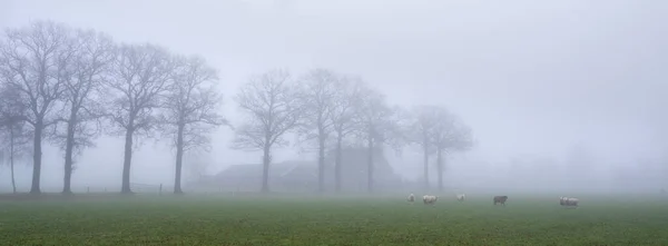 Ovelhas Prado Perto Fazenda Província Holandesa Utrecht Holland Dia Inverno — Fotografia de Stock