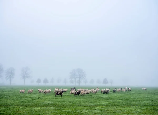 Owce Łące Pobliżu Gospodarstwa Prowincji Holenderskiej Utrecht Hollandii Mglisty Zimowy — Zdjęcie stockowe