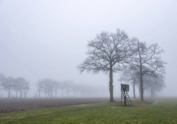 Silhouetten Van Eiken Bomen Hoge Zitplaatsen Voor Jacht Groen Gras — Stockfoto