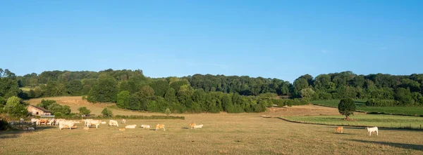 Brown Calves Cows Early Morning Countryside South Limburg Netherlands Blue — Stock Fotó