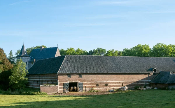 Duża Stara Farma Holenderskim Limburgu Białe Krowy Wczesnym Letnim Słońcu — Zdjęcie stockowe