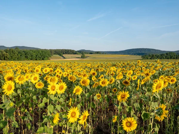 Vogesen Landschaft Mit Sonnenblumenfeldern Unter Blauem Sommerhimmel Frankreich — Stockfoto