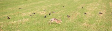 Panorama resmi üzerinde lapkanatları olan yeşil çayırda çalışan tavşan