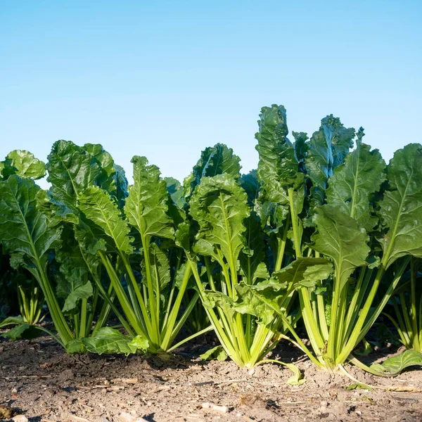 Primer Plano Las Hojas Verdes Frescas Las Plantas Remolacha Campo —  Fotos de Stock