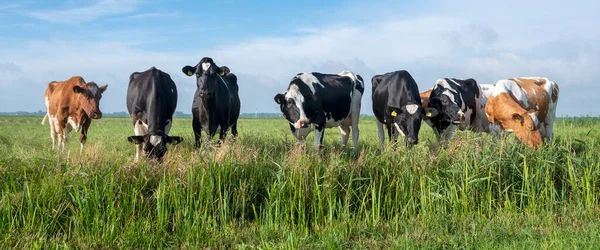 Vaches Tachetées Dans Prairie Près Fossé Dans Les Pays Bas — Photo