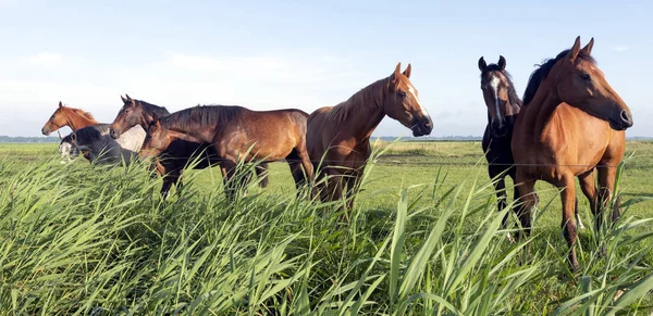 Cavalos Jovens Prado Verão Ervoso Verde Abaixo Céu Azul Nas — Fotografia de Stock