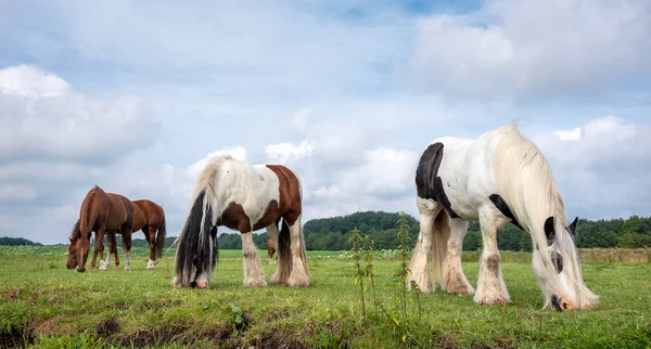 Two Long Haired Spotted Horses Chestnuts Green Summer Meadow Graze — Foto de Stock