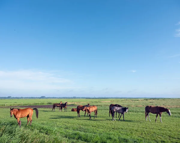 Young Horses Green Grassy Summer Meadow Blue Sky Netherlands Amersfoort — стоковое фото