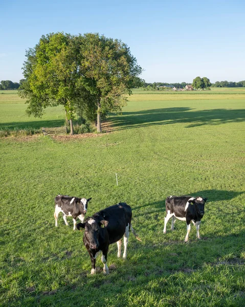 Young Black White Cows Meadow Seen River Dike Blue Sky — Stock Photo, Image