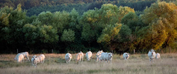 White Cows Graze Dry French Countryside Lorraine Summer Nancy Metz — Zdjęcie stockowe