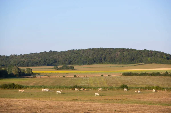 White Cows Graze French Countryside Lorraine Summer Nancy Metz North — 스톡 사진