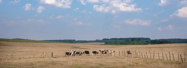 Spotted Cows Graze Dry French Countryside Lorraine Summer Nancy Metz — Stock Photo, Image