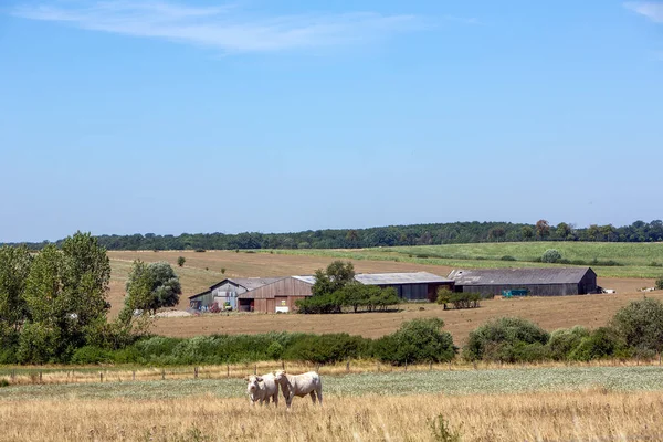 White Cows Large Farm Lorraine Lndscape Blue Summer Sky North — 스톡 사진