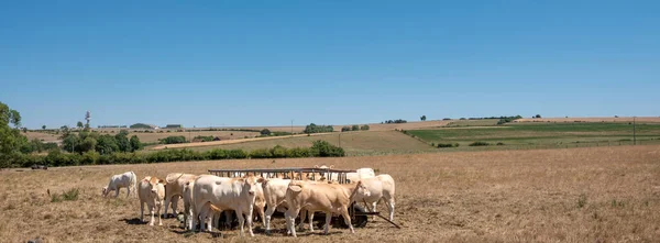 white cows feed in dry french countryside of Lorraine in summer between Nancy and Metz in the north of france at sunrise