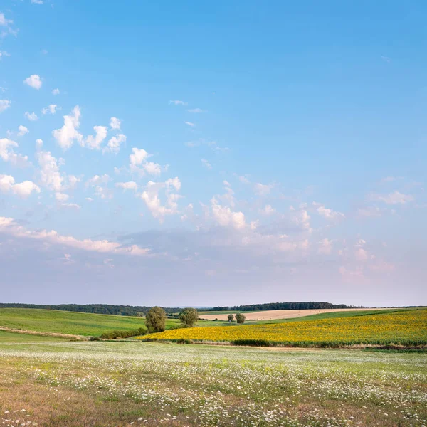 Fransa 'nın kırsal kesimindeki sarı ve beyaz çiçekler Metz ve Nancy arasında yazın mavi gökyüzünün altında Lorraine manzarası