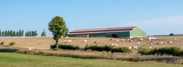 White Cows Large Farm Lorraine Lndscape Blue Summer Sky North — Foto de Stock